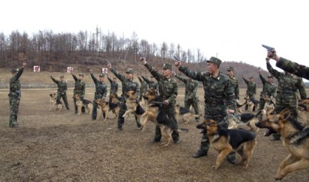 North Korean soldiers with military dogs take part in drills in an unknown location